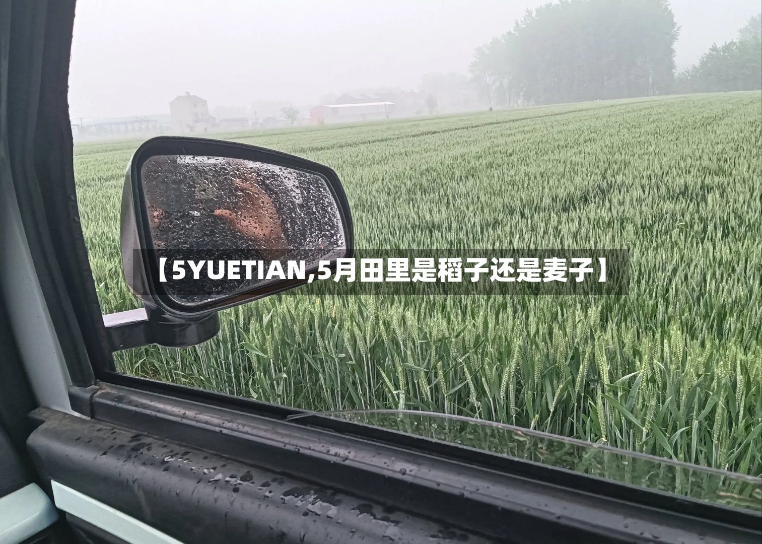 【5YUETIAN,5月田里是稻子还是麦子】
