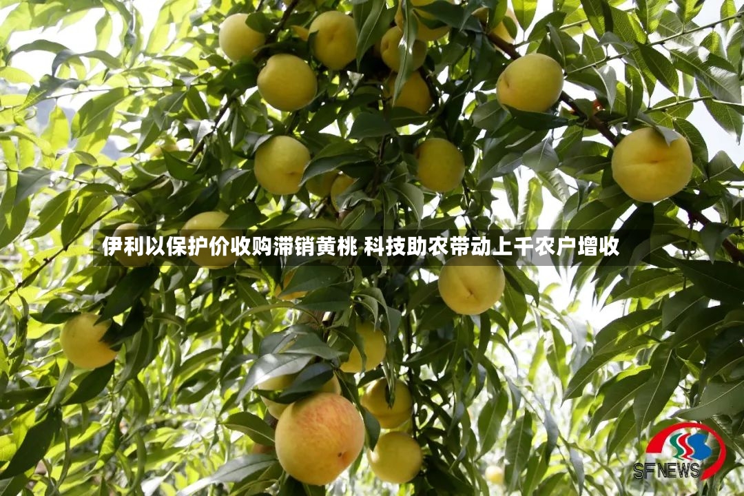 伊利以保护价收购滞销黄桃 科技助农带动上千农户增收-第2张图片