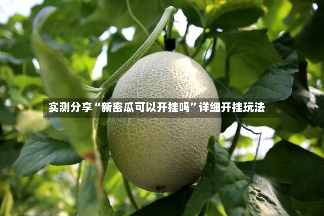 实测分享“新密瓜可以开挂吗”详细开挂玩法