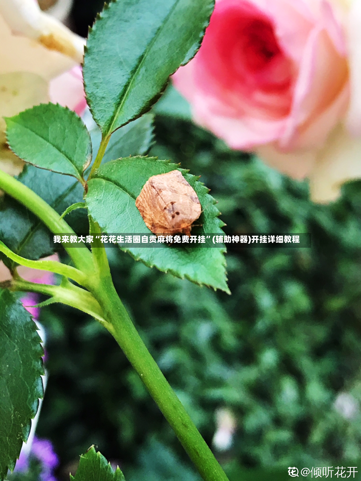 我来教大家“花花生活圈自贡麻将免费开挂”(辅助神器)开挂详细教程